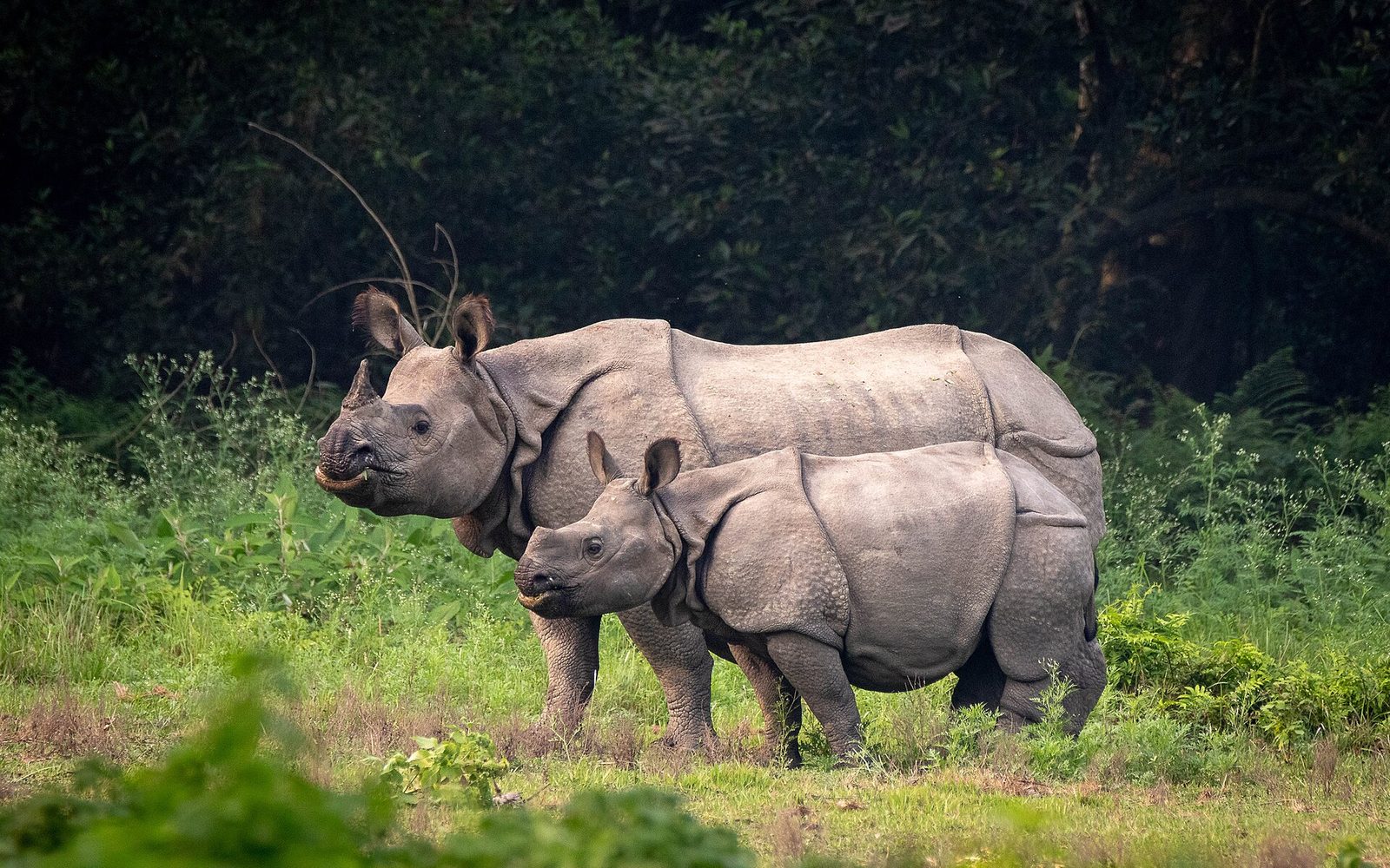 Chitwan Jungle Safari